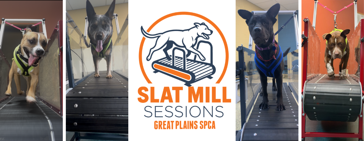 Slat Mill Session